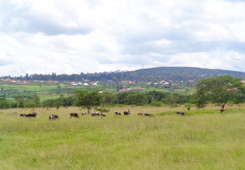 LARGE FARM LAND FOR SALE IN RWANDA, BUGESERA Kwanda Real Estate