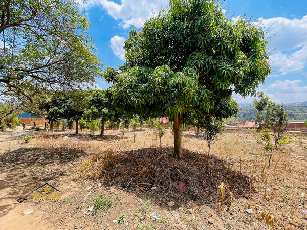 Why Title Deeds Matter: Ensuring Legal Safety in Property Transactions